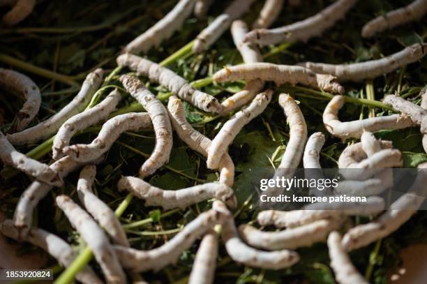 close-up of silkworm on green leaves. cocoon and silk thread. - spinning wool stock pictures, royalty-free photos & images