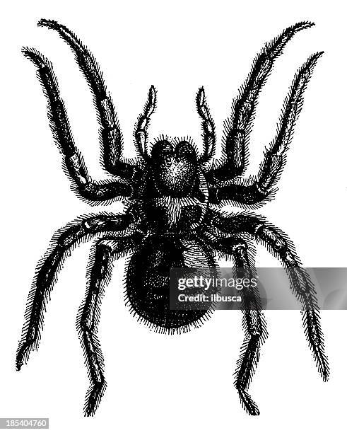 tarantula wolf spider (lycosa tarantula) - tarantula stock illustrations