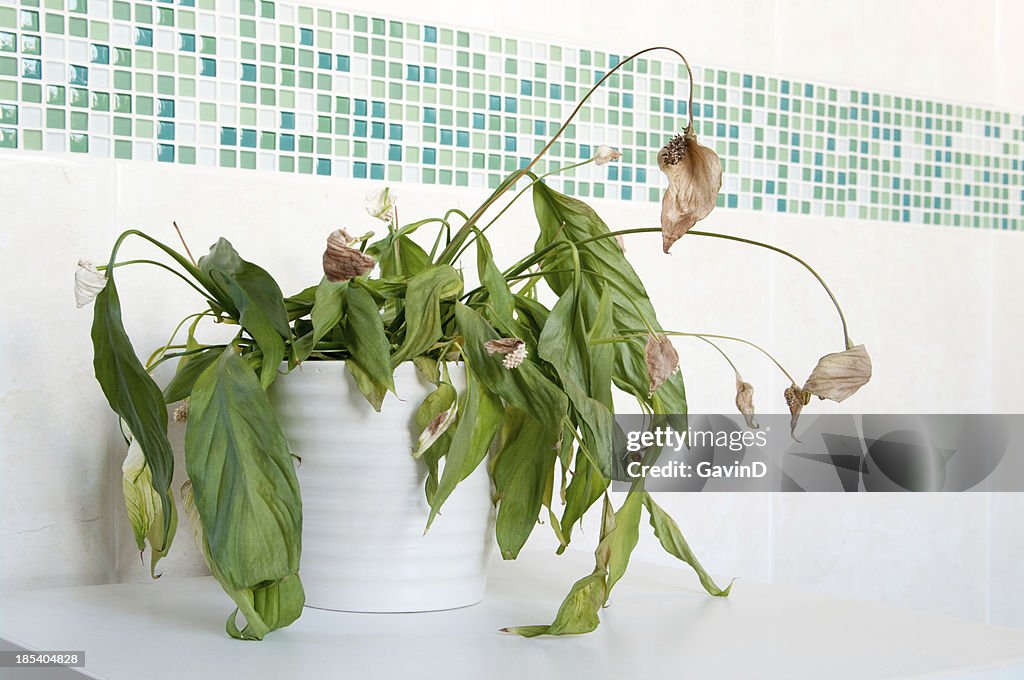 Casa Pianta morta spathiphyllum-Spatifillum