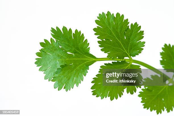 fresh coriander leaves - koriander stockfoto's en -beelden
