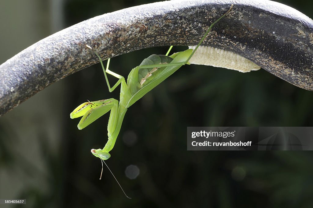 Praying mantis