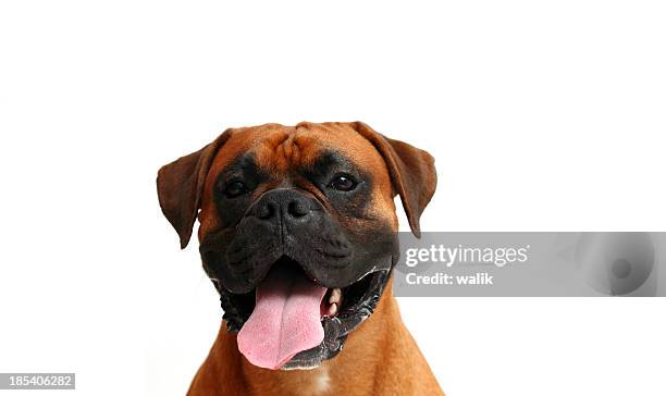 dog's face - boxer dog stock pictures, royalty-free photos & images