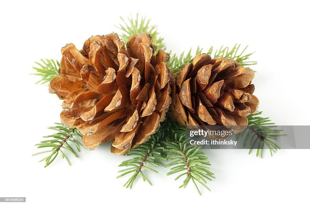 Pinecone na ramificação