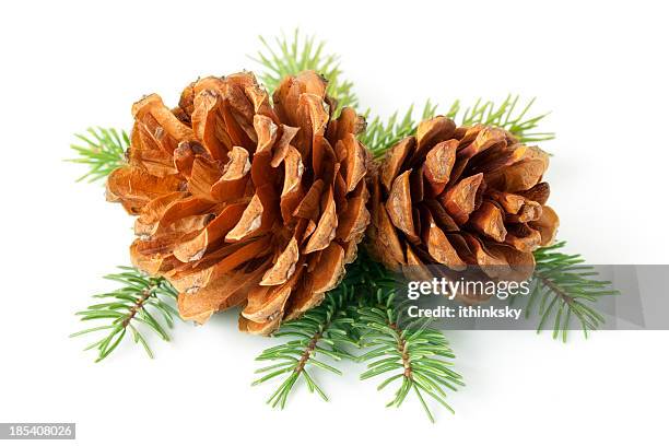 pinecone on branch - pinecone bildbanksfoton och bilder