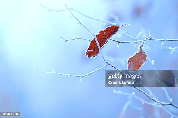 winter background - lovely frozen leaves stock pictures, royalty-free photos & images