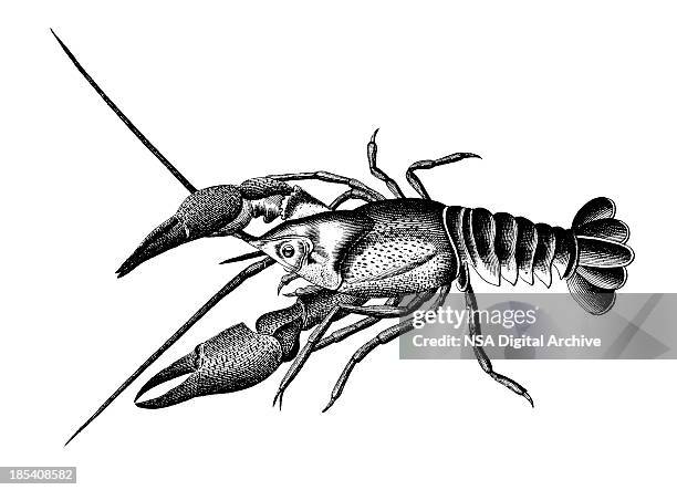 europäische flußkrebs/antik wissenschaftliche illustrationen - flußkrebs tier stock-grafiken, -clipart, -cartoons und -symbole
