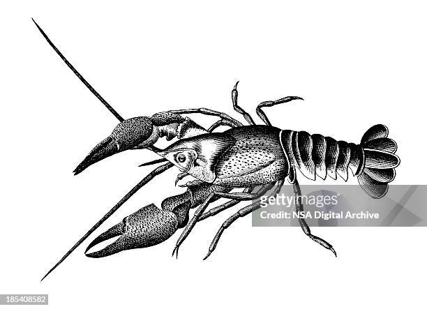 stockillustraties, clipart, cartoons en iconen met european crayfish | antique scientific illustrations - visvangst
