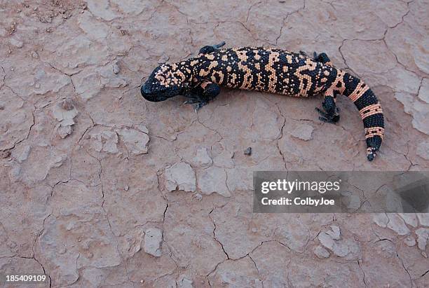 gila monster - gila monster stock pictures, royalty-free photos & images