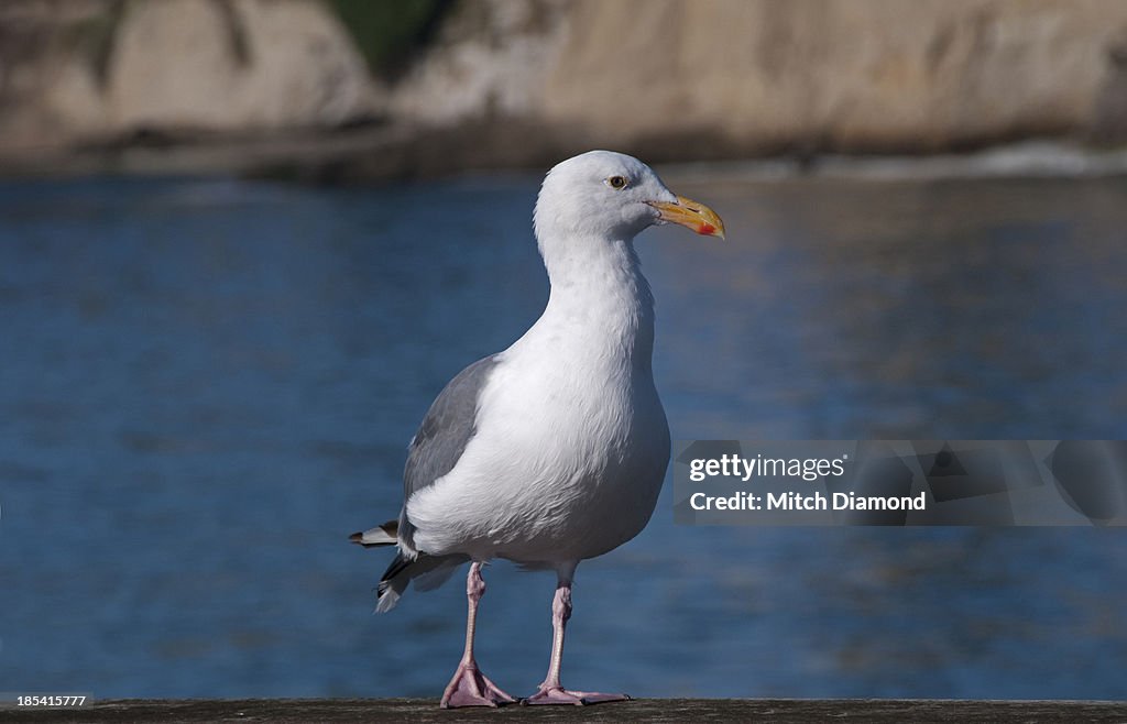 Capitola Seagull