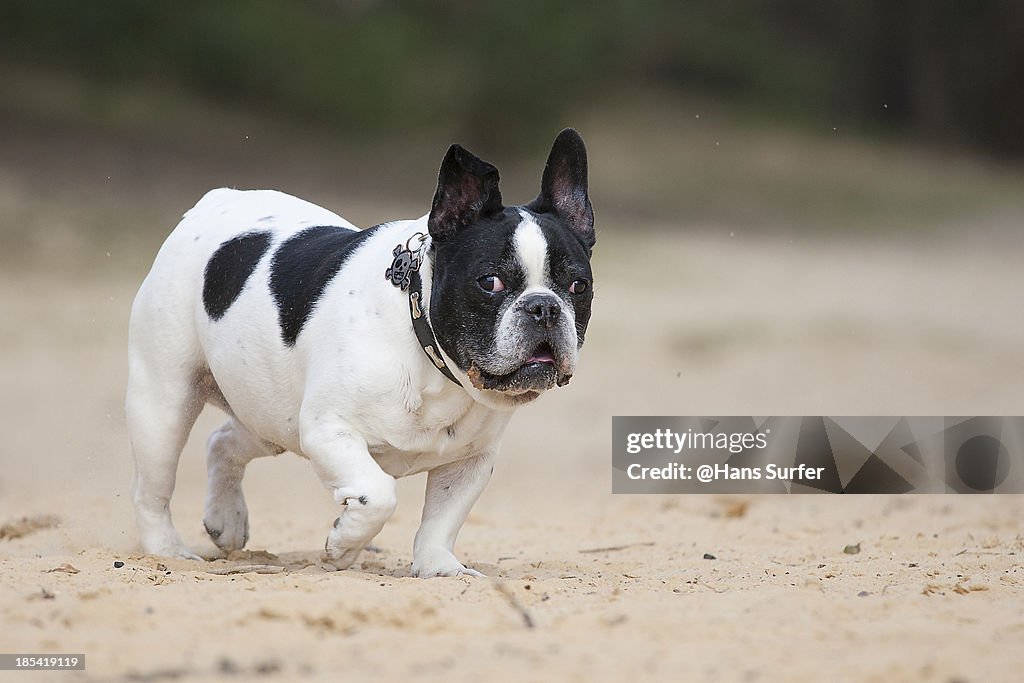 A walking French Bulldog!