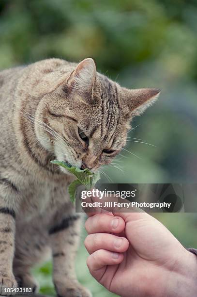 cat eating catnip - catmint stock pictures, royalty-free photos & images