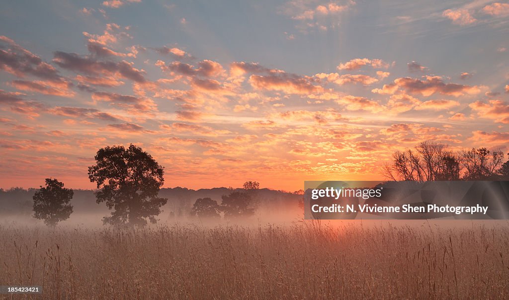 Savanna sunrise