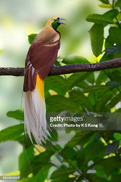 lesser bird of paradise (paradisaea minor) - paradisaeidae stock pictures, royalty-free photos & images