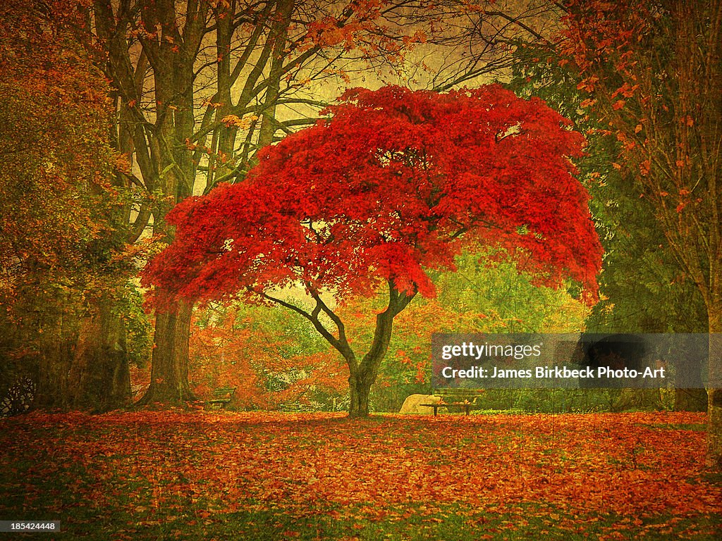 Red Maple