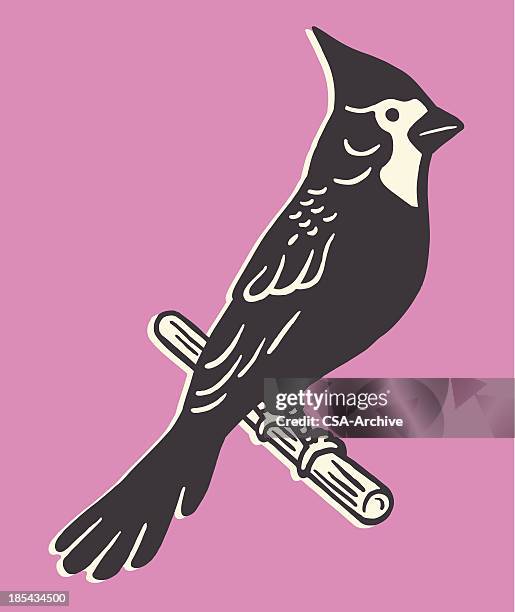 tufted bird - cardinal bird stock illustrations