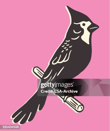 Tufted Bird Tufted Bird
