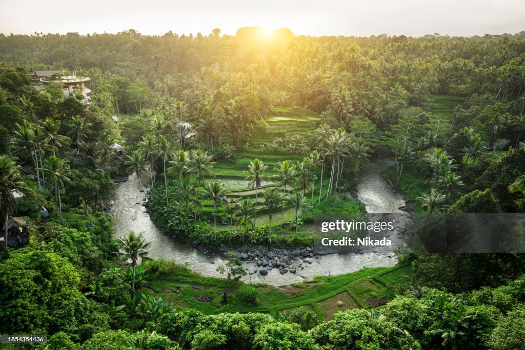Belles rizières en terrasses et rivière Ayung, Ubud, Bali.
