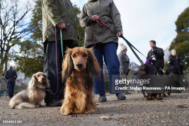 Dachshunds at the annual Hyde Park Sausage Walk, in Hyde Park, London, as dachshunds and their owners meet up to celebrate the Christmas season, with...
