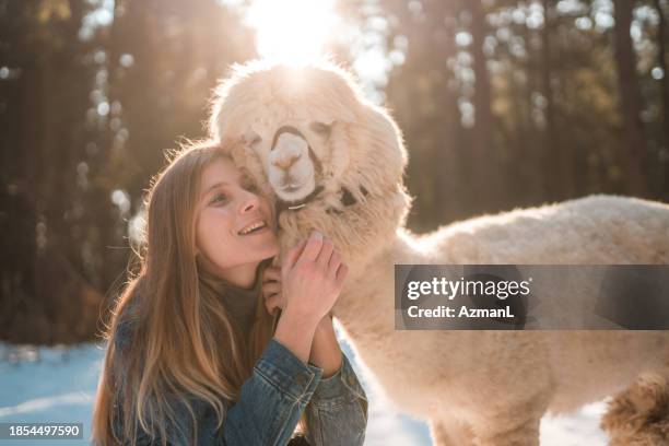 außenaufnahme einer schönen frau, die im winter ein alpaka streichelt - alpaka stock-fotos und bilder