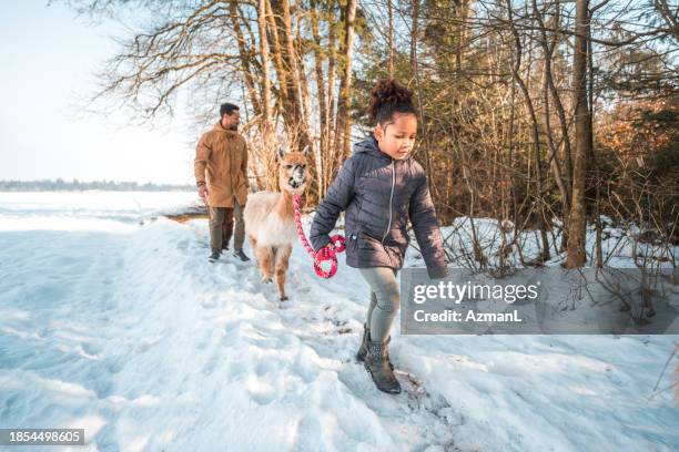 abenteuerlustige girl guides alpaka - alpaka stock-fotos und bilder