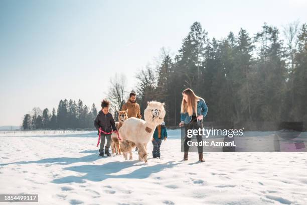 familienspaß, schwarze und kaukasische eltern spazieren mit kindern und alpakas - alpaka stock-fotos und bilder