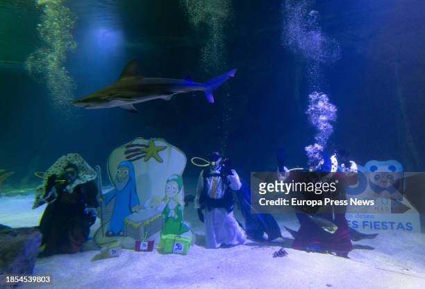Divers install the Shark Nativity Scene at the Madrid Zoo, on 14 December, 2023 in Madrid, Spain. Zoo de Madrid carries out the traditional dive in...