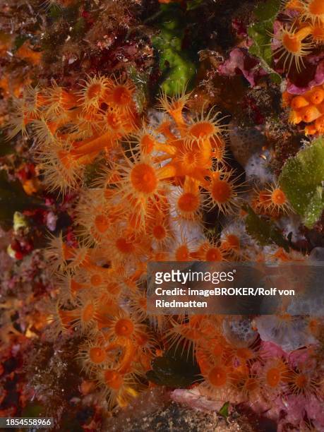 yellow cluster anemone (parazoanthus axinellae) in the mediterranean sea near hyeres. dive site giens peninsula, cote dazur, france - parazoanthus bildbanksfoton och bilder