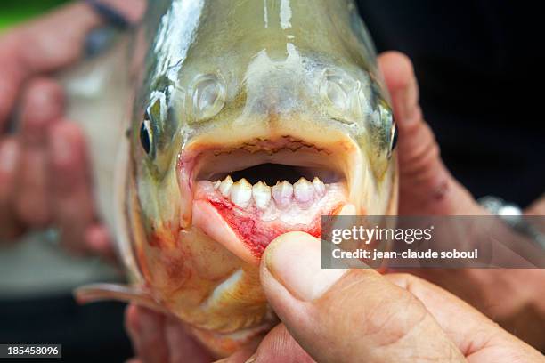 the pacu - pacu fish stock pictures, royalty-free photos & images