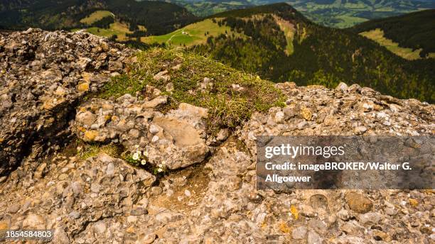 nagelfluh rock, nagelfluhkette, allgaeu alps, allgaeu, bavaria, germany - conglomerate stock pictures, royalty-free photos & images