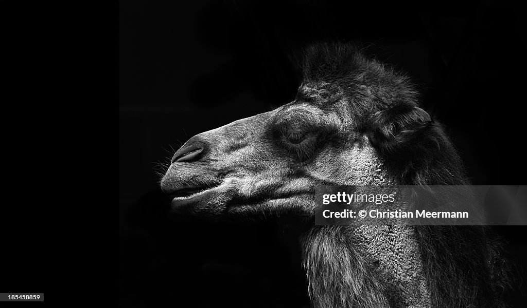 Bactrian camel