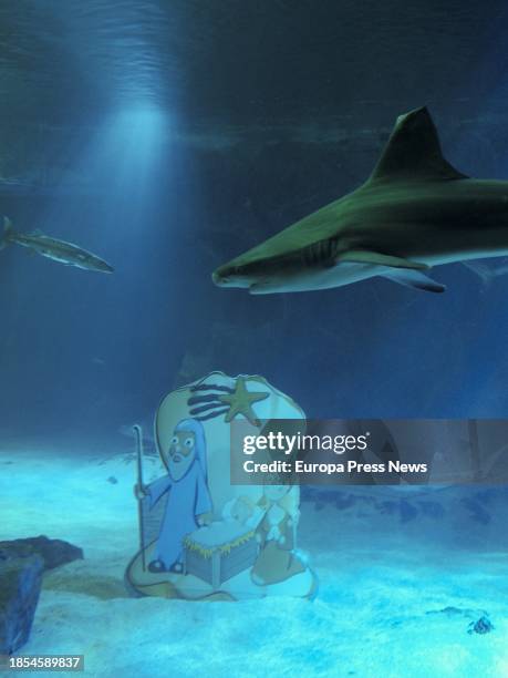 Sharks next to the Shark Nativity Scene at the Madrid Zoo, on 14 December, 2023 in Madrid, Spain. Zoo de Madrid carries out the traditional immersion...