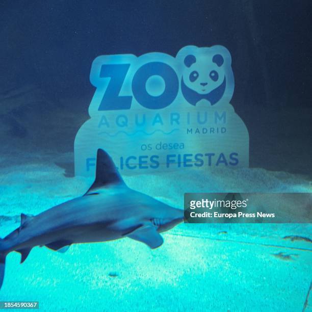 Shark next to the Zoo Aquarium's 'Happy Holidays' sign after the installation of the Shark Nativity Scene at the Madrid Zoo, on 14 December, 2023 in...