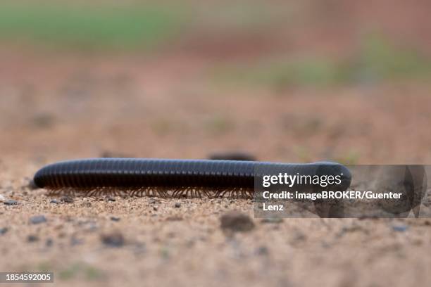 shongololo, giant african millipede (archispirostreptus gigas), zimanga private game reserve, kwazulu-natal, south africa - myriapoda stock pictures, royalty-free photos & images
