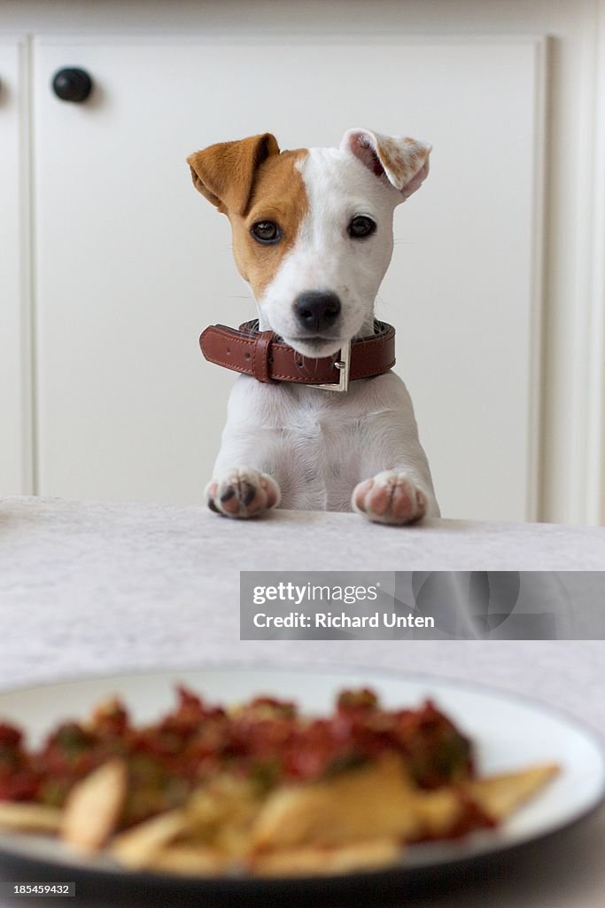 Dog begging for food with sad eyes