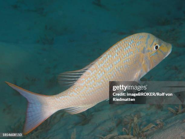 blue-scaled road sweeper (lethrinus nebulosus), dive site house reef, mangrove bay, el quesir, red sea, egypt - lethrinus stock pictures, royalty-free photos & images