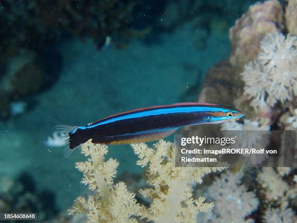 false cleanerfish (aspidontus taeniatus), dive site house reef, mangrove bay, el quesir, red sea, egypt - false cleanerfish stock pictures, royalty-free photos & images