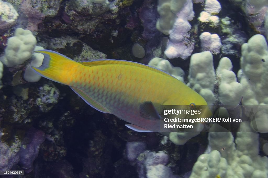 Steephead parrotfish (Chlorurus gibbus), dive site House Reef, Mangrove Bay, El Quesir, Red Sea, Egypt