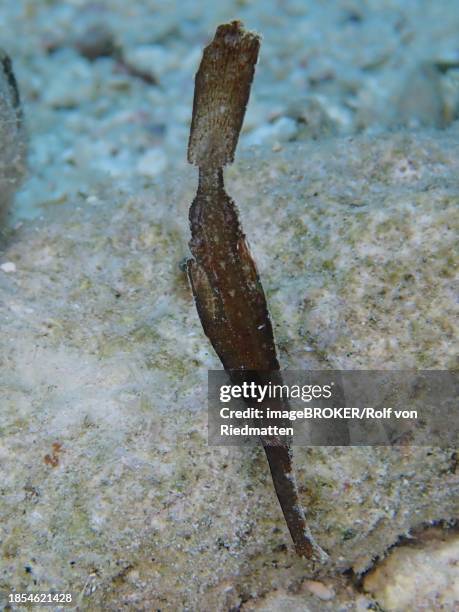 robust ghost pipefish (solenostomus cyanopterus), dive site house reef, mangrove bay, el quesir, red sea, egypt - robust ghost pipefish stock pictures, royalty-free photos & images