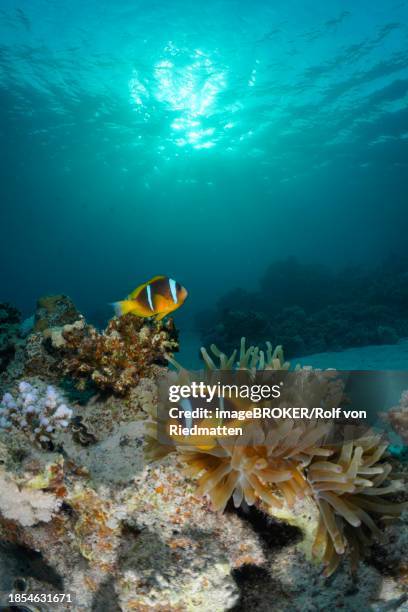 pair of red sea clownfish (amphiprion bicinctus) and bubble-tip anemone (entacmaea quadricolor), in evening light, sun rays, dive site house reef, mangrove bay, el quesir, egypt, red sea - entacmaea quadricolor stock pictures, royalty-free photos & images