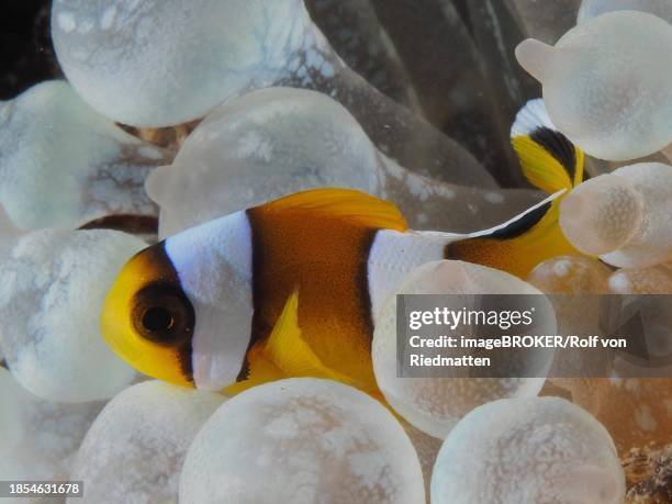juvenile red sea clownfish (amphiprion bicinctus) in its bubble-tip anemone (entacmaea quadricolor), dive site house reef, mangrove bay, el quesir, egypt, red sea - entacmaea stock pictures, royalty-free photos & images