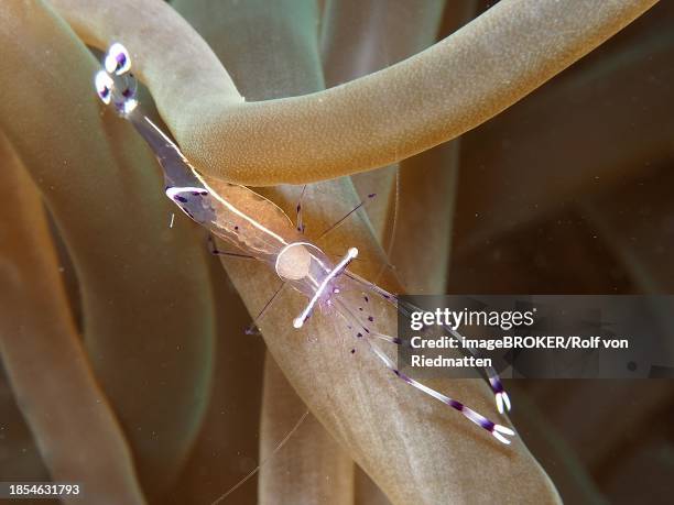 ancylomenes longicarpus (periclimenes longicarpus) in bubble-tip anemone (entacmaea quadricolor), dive site house reef, mangrove bay, el quesir, red sea, egypt - entacmaea stock pictures, royalty-free photos & images