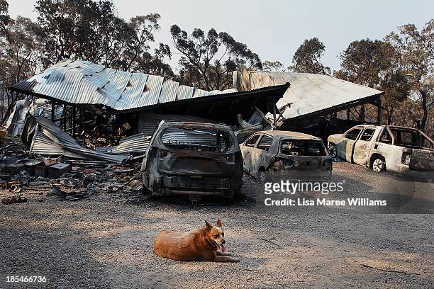 Dog sits near a home business destroyed by bushfire as seen on October 21, 2013 in Yellow Rock, Australia. One man has died and hundreds of...