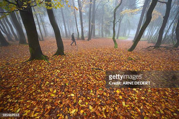Man walks through fallen leaves in a foggy forest on the Feldberg mountain in the Taunus region, western Germany, on October 21, 2013. AFP PHOTO /...