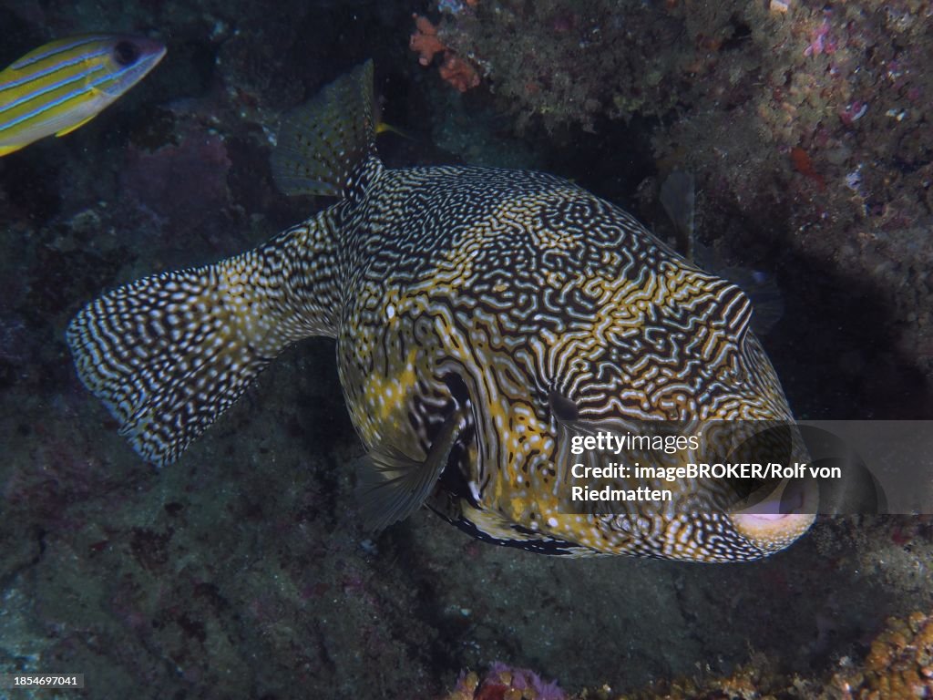 Map puffer (Arothron mappa), Sodwana Bay dive site, Maputaland Marine Reserve, KwaZulu Natal, South Africa
