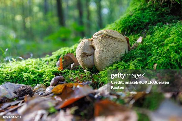 common potato bovid (scleroderma citrinum), germany - pigskin poison puffball stock pictures, royalty-free photos & images