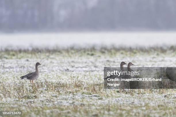 bean geese (anser fabalis), emsland, lower saxony, germany - anser fabalis stock pictures, royalty-free photos & images