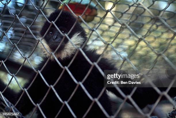 White-Handed Gibbon is cared for in the Wildlife Friends Foundation Thailand animal rescue centre in Phetchburi province run by a Dutchman named...