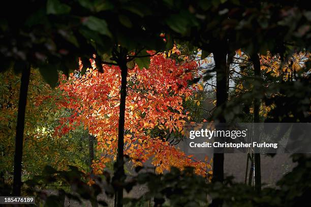 Speciman Tree Specimen Tree Photos and Premium High Res Pictures - Getty Images