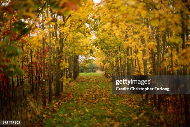 Speciman Tree 825 Specimen Tree Stock Photos, High-Res Pictures, and Images - Getty ...