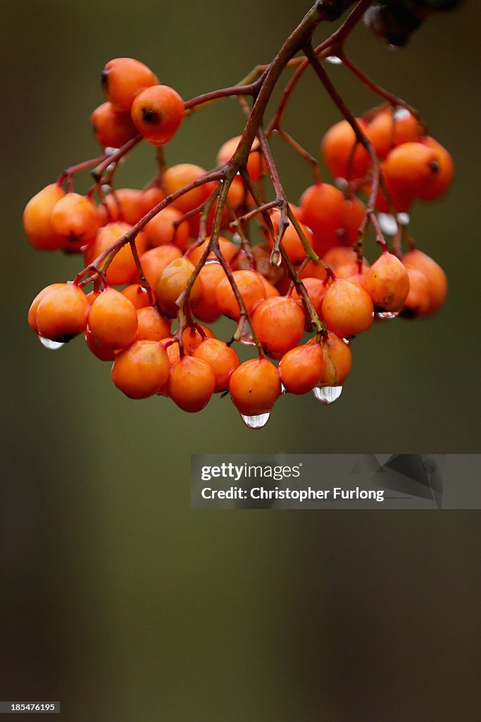 Autumn Colours Delayed by Mild Weather